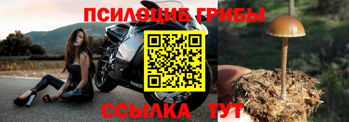 Псилоцибиновые грибы прущие грибы  Вход с VPN  Вятские Поляны 